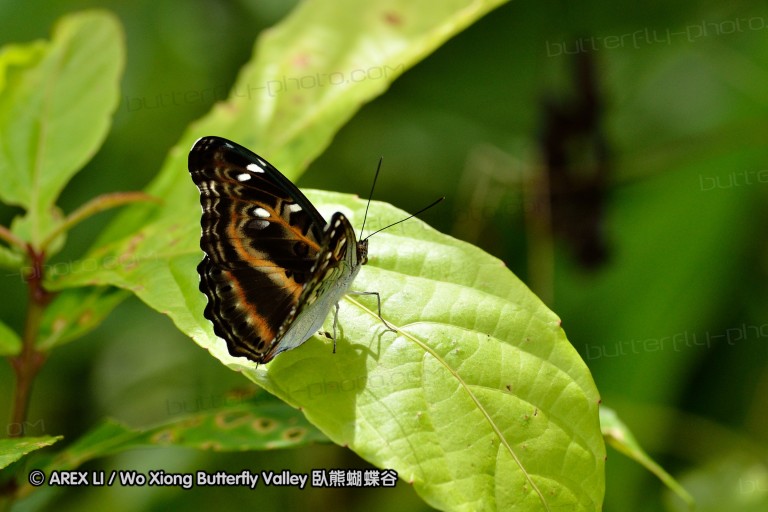 120124_bislig_24.jpg