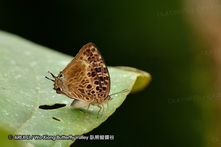 120124_bislig_28.jpg