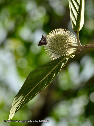 120124_bislig_58.jpg