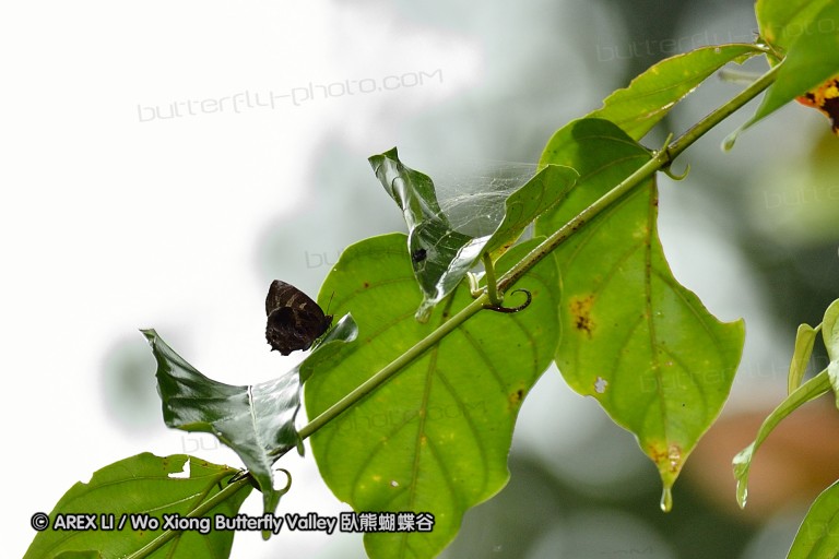 120127_bislig_02.jpg