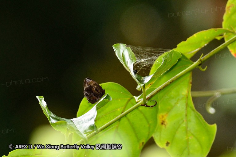 120127_bislig_03.jpg