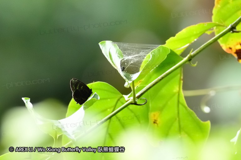 120127_bislig_04.jpg