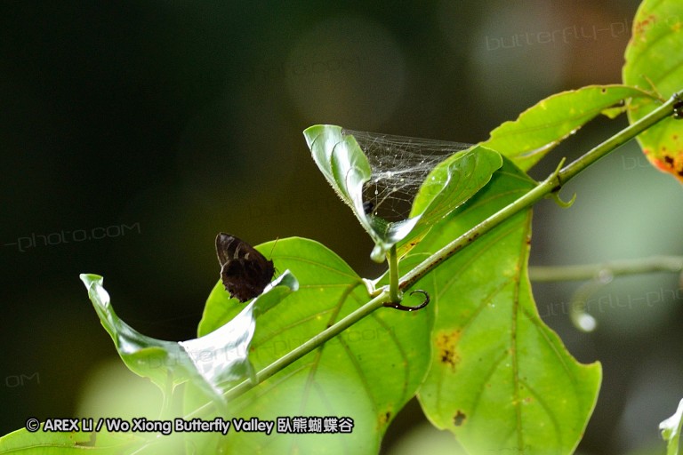 120127_bislig_05.jpg