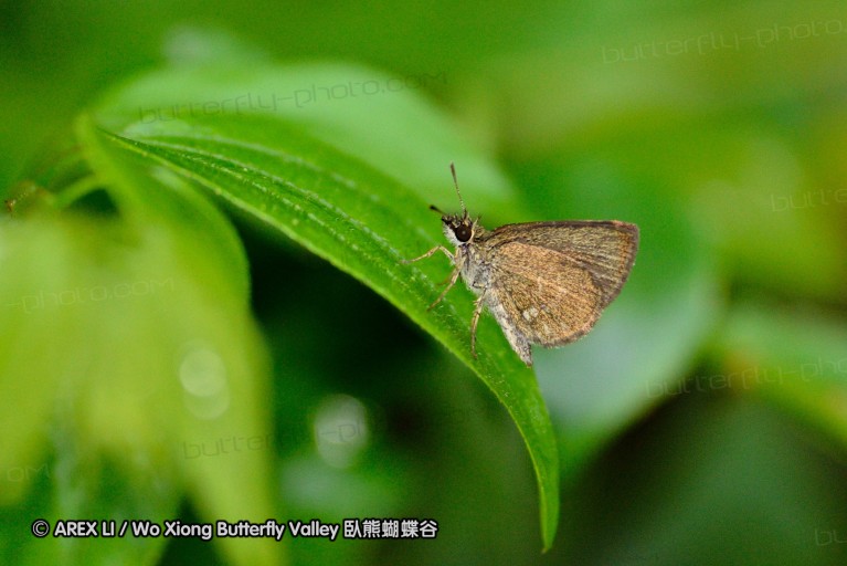 120127_bislig_14.jpg