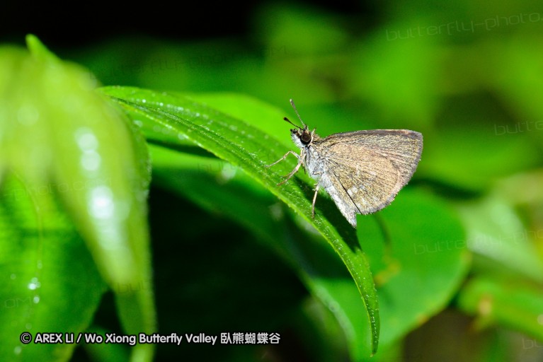 120127_bislig_15.jpg