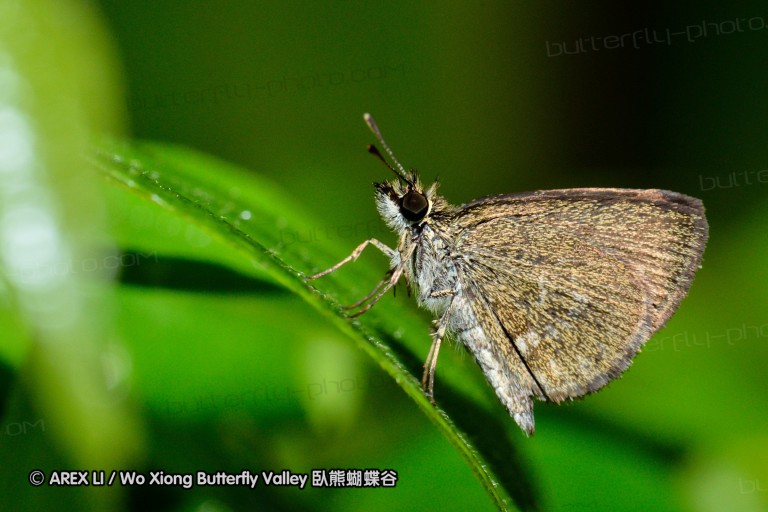 120127_bislig_16.jpg