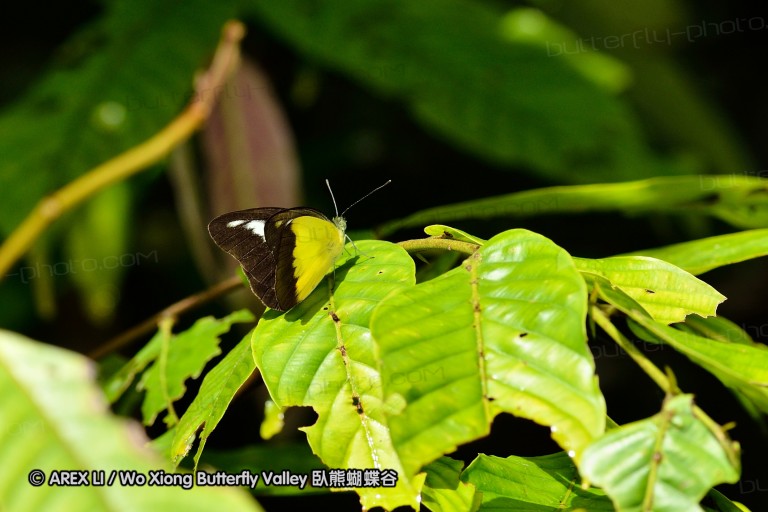 120127_bislig_32.jpg