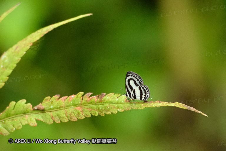 120127_bislig_44.jpg