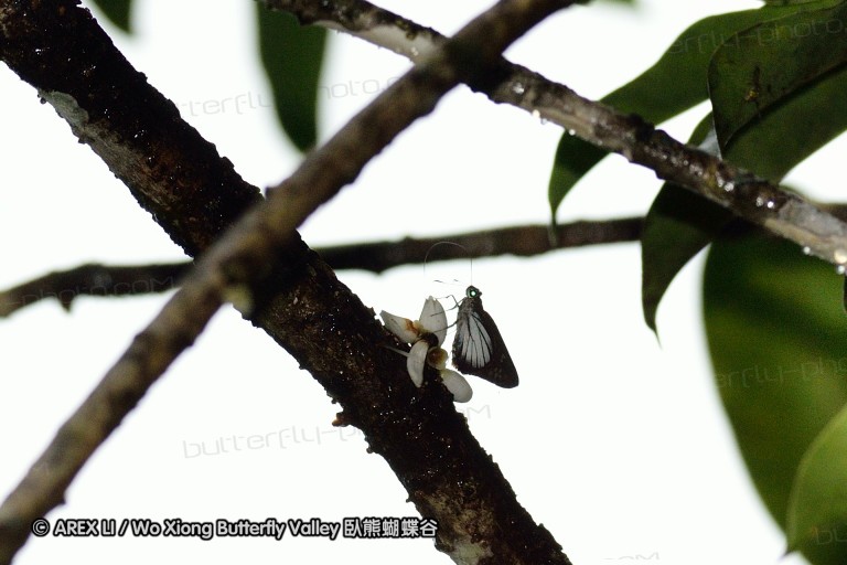 120128_bislig_01.jpg