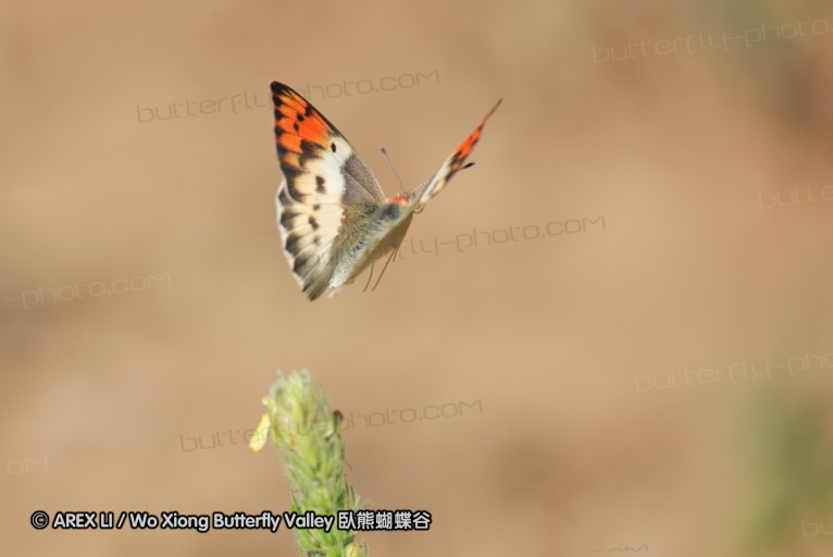 140422_tembe_114.jpg