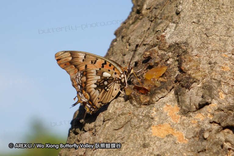 140422_tembe_130.jpg