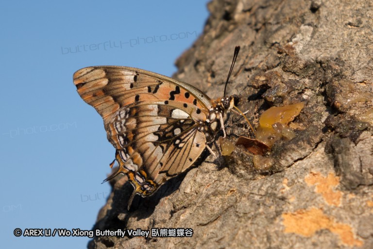 140422_tembe_131.jpg