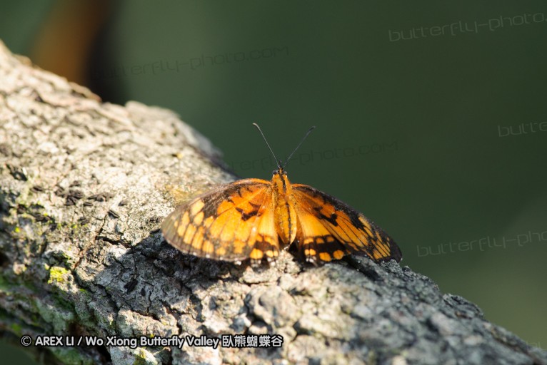 140422_tembe_139.jpg