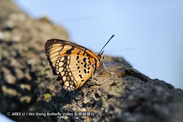 140422_tembe_140.jpg