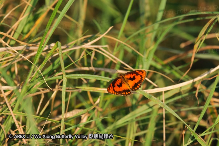 140422_tembe_158.jpg