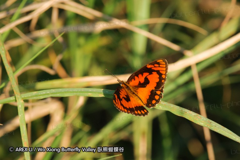 140422_tembe_159.jpg