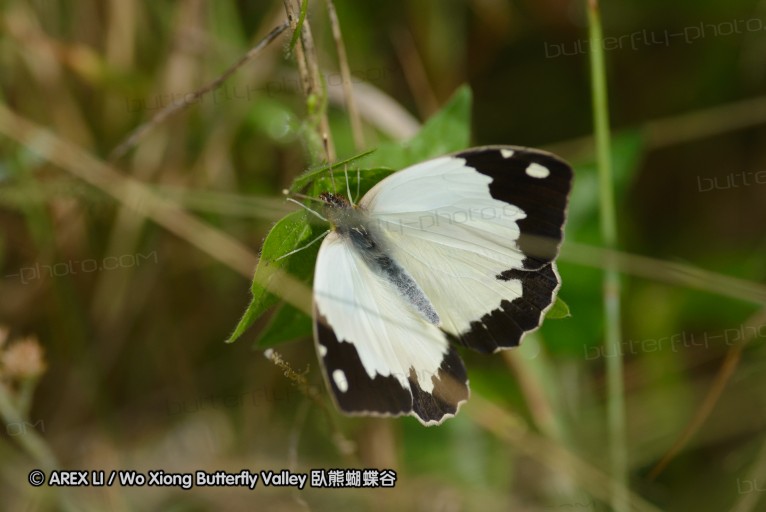 140423_manguzi_007.jpg