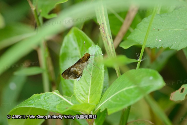 140423_manguzi_015.jpg