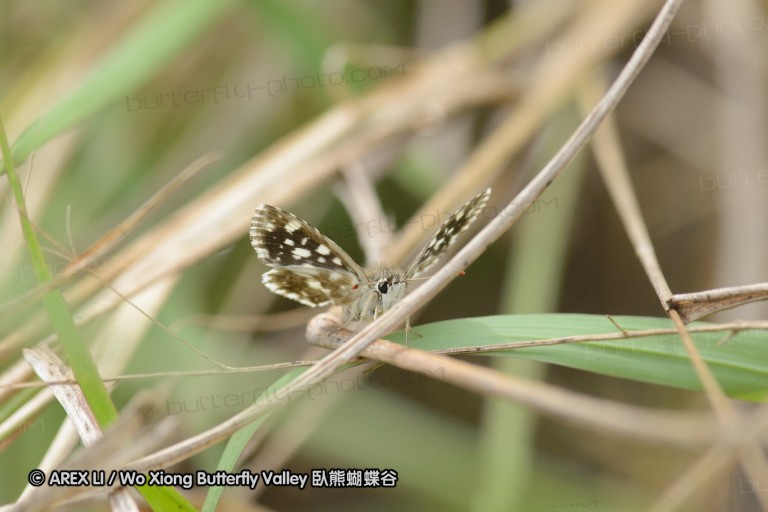 140423_manguzi_026.jpg