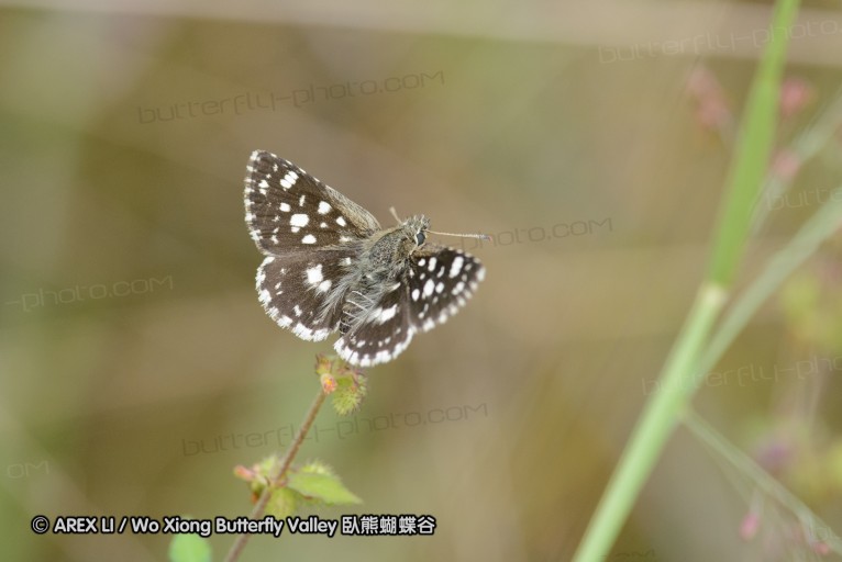 140423_manguzi_027.jpg