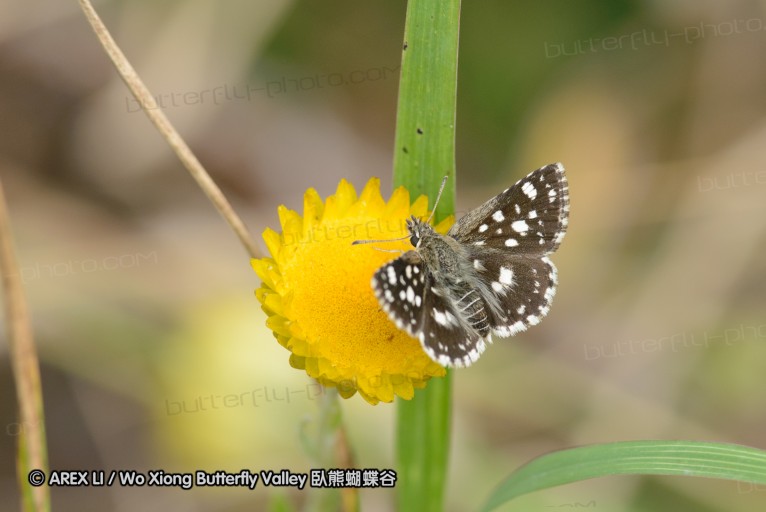 140423_manguzi_029.jpg