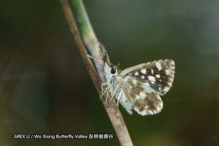 140423_manguzi_030.jpg