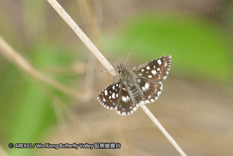 140423_manguzi_035.jpg