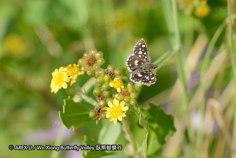 140423_manguzi_041.jpg