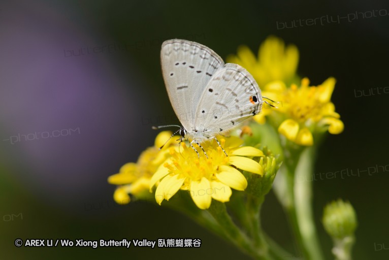 140423_manguzi_042.jpg