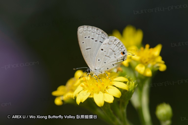 140423_manguzi_043.jpg