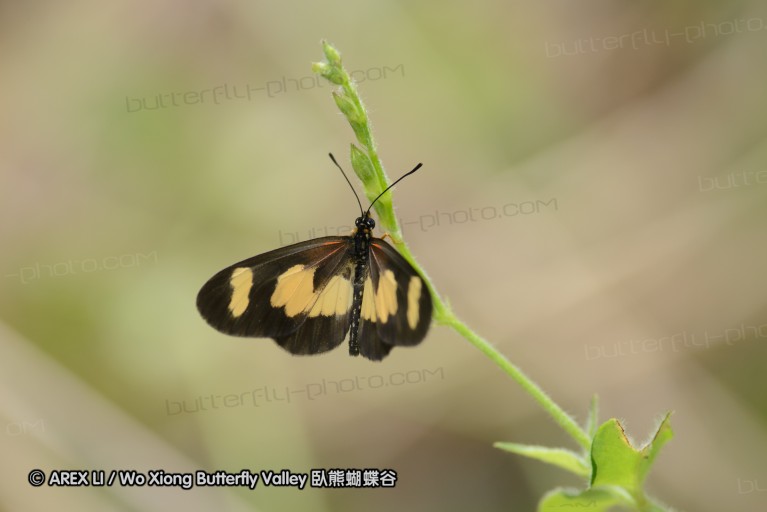 140423_manguzi_054.jpg
