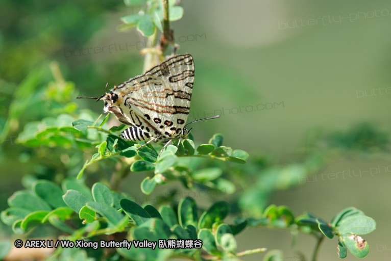 140424_tembe_071.jpg