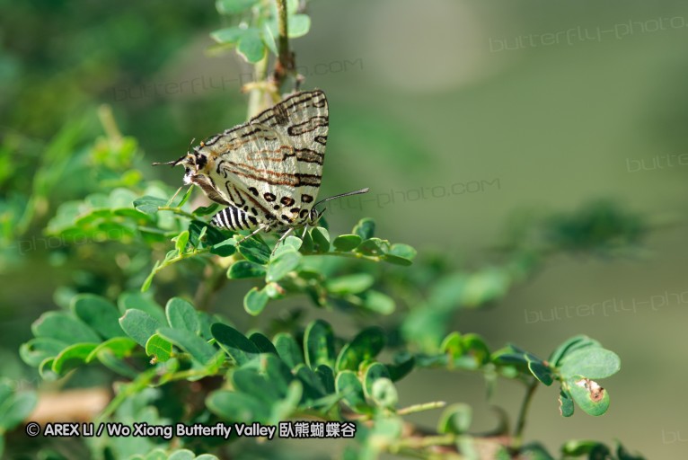 140424_tembe_072.jpg
