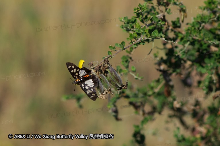 140424_tembe_096.jpg