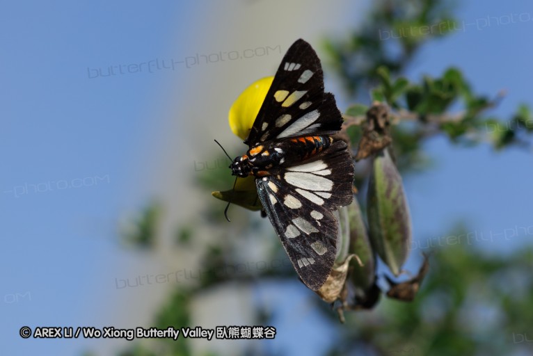 140424_tembe_097.jpg