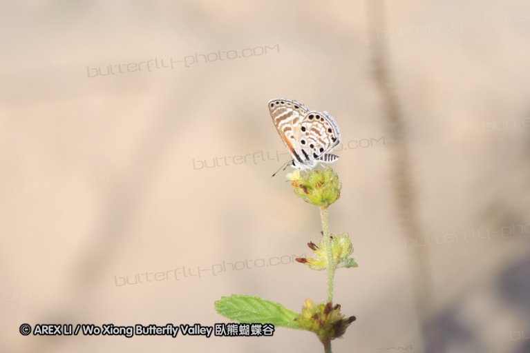 140424_tembe_100.jpg