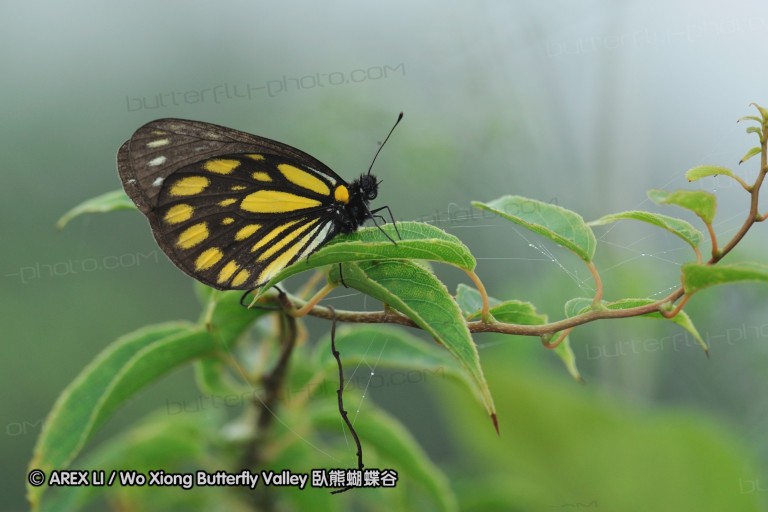 tw_lls_090627_01.jpg
