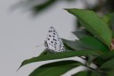 Filename=070421_tpk_23.jpg
Filesize=457KiB
Dimensions=1754x1169
Date added=Oct 30, 2011 070421_tpk_23.jpg