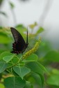 Filename=070513_tc_15.jpg
Filesize=383KiB
Dimensions=1125x1687
Date added=Aug 07, 2011 070513_tc_15.jpg