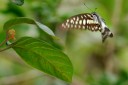 Filename=070513_tc_22.jpg
Filesize=352KiB
Dimensions=1877x1251
Date added=Aug 07, 2011 070513_tc_22.jpg