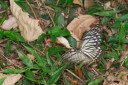 Filename=070513_tc_27.jpg
Filesize=420KiB
Dimensions=1684x1123
Date added=Aug 07, 2011 070513_tc_27.jpg