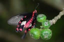 Filename=070619_fy_06.jpg
Filesize=362KiB
Dimensions=1920x1285
Date added=Aug 07, 2011 070619_fy_06.jpg