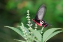 Filename=070619_fy_23.jpg
Filesize=367KiB
Dimensions=1920x1280
Date added=Aug 07, 2011 070619_fy_23.jpg