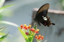 Filename=070624_lkt_01.jpg
Filesize=374KiB
Dimensions=1919x1280
Date added=Aug 04, 2011 070624_lkt_01.jpg