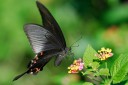 Filename=070708_kfbg_13.jpg
Filesize=371KiB
Dimensions=1920x1280
Date added=Aug 07, 2011 070708_kfbg_13.jpg