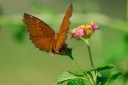 Filename=070722_sk_26.jpg
Filesize=371KiB
Dimensions=1920x1280
Date added=Jan 12, 2012 070722_sk_26.jpg