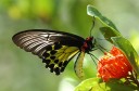 Filename=070729_kfbg_03.jpg
Filesize=465KiB
Dimensions=1919x1271
Date added=Aug 04, 2011 070729_kfbg_03.jpg