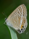 Filename=070909_tc_04.jpg
Filesize=583KiB
Dimensions=1439x1920
Date added=Oct 29, 2011 070909_tc_04.jpg