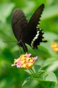 Filename=070922_lkt_03.jpg
Filesize=351KiB
Dimensions=1279x1920
Date added=Aug 04, 2011 070922_lkt_03.jpg