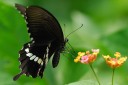 Filename=070922_lkt_14.jpg
Filesize=388KiB
Dimensions=1920x1279
Date added=Aug 04, 2011 070922_lkt_14.jpg